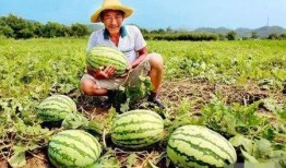 瓜瓜吃瓜故事 今日吃瓜热门大瓜每日更新,每日热门大瓜，新鲜资讯速递